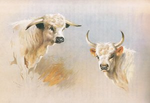 Toro de Chartley y toro de Chillingham, de los mamíferos de Thorburn publicado por Longmans and Co, c. 1920 de Archibald Thorburn