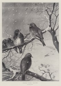 Visitantes de Navidad, Zorzales de Archibald Thorburn