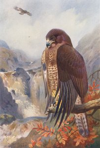 Busardo ratonero (litografía en color) de Archibald Thorburn