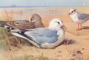Gaviota común (adulta y joven), gaviota reidora (invierno) (litografía en color)