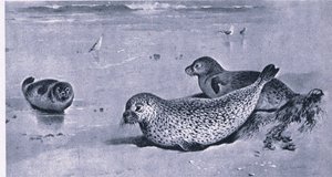 Foca Común, Naturaleza en Gran Bretaña publicado por Collins de Archibald Thorburn