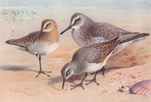 Zarapito real (inmaduro, otoño), Calidris canutus (invierno), Correlimos común (invierno) (litografía en color) de Archibald Thorburn