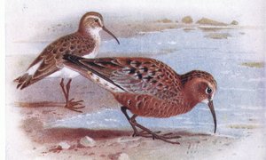 Correlimos Zarapitín, de Aves de las Islas Británicas y Sus Huevos publicado por Frederick Warne & Co Ltd, 1958