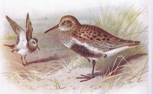 Correlimos Común (verano e invierno), de Aves de las Islas Británicas y Sus Huevos publicado por Frederick Warne & Co Ltd, 1958