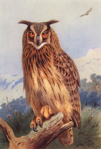 Búho real (litografía en color) de Archibald Thorburn