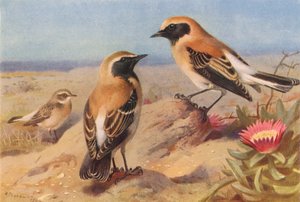 Collalba gris (hembra), Collalba negra, Collalba del desierto (litografía en color)