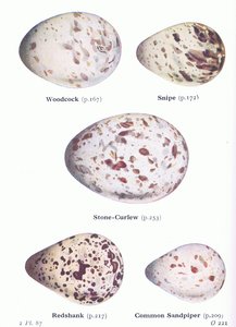 Huevos: Becada; Agachadiza, Alcaraván, Archibebe común, Andarríos chico, de Aves de las Islas Británicas y sus Huevos publicado por Frederick Warne & Co Ltd, 1958