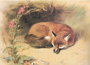 Zorro con dedaleras, de Mamíferos de Thorburn publicado por Longmans and Co, c. 1920 de Archibald Thorburn
