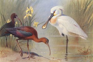 Ibis brillante (adulto e inmaduro), Espátula (litografía en color)