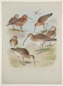 Agujas y zarapitos, c.1915 de Archibald Thorburn