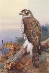 Azor (litografía en color) de Archibald Thorburn