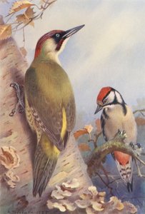 Pito real, Pico picapinos (inmaduro) (litografía en color) de Archibald Thorburn
