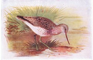 Archibebe Claro, de Aves de las Islas Británicas y Sus Huevos publicado por Frederick Warne & Co Ltd, 1958 de Archibald Thorburn