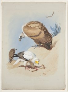 Buitre leonado y buitre egipcio, c.1915 (acuarela y gouache sobre lápiz en papel) de Archibald Thorburn