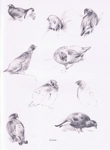 Urogallos