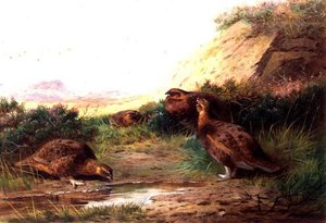 Urogallo en un paisaje