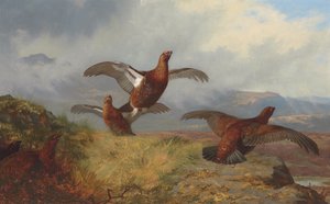 Urogallo en vuelo de Archibald Thorburn