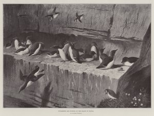 Araos y frailecillos en la isla de Handa