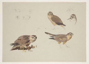 Aguilucho y combatiente, c.1915