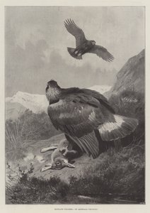 Cazadores Furtivos de las Tierras Altas de Archibald Thorburn