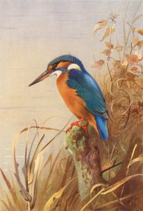 Kingfisher (litografía en color) de Archibald Thorburn