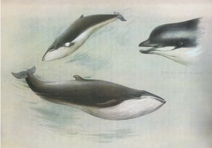Rorcual menor y rorcual de Rudolph, de los mamíferos de Thorburn publicado por Longmans and Co, c. 1920 de Archibald Thorburn