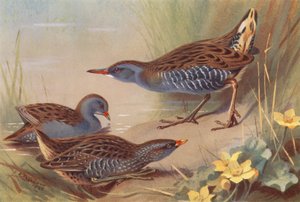 Polluela, Polluela moteada, Rascón (litografía en color) de Archibald Thorburn