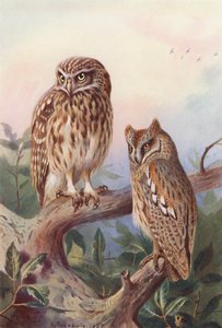Mochuelo, Scops-Owl (litografía en color)