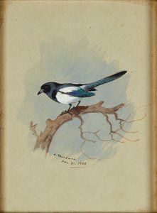 Urraca en una rama de Archibald Thorburn