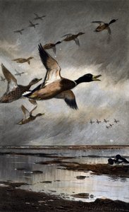 Ánades reales en vuelo de Archibald Thorburn
