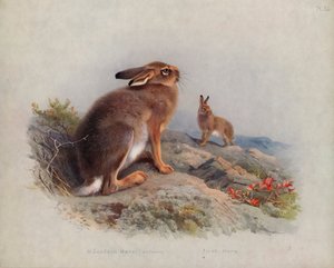 Liebre de Montaña (otoño), Liebre Irlandesa