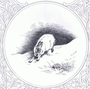 Liebre de montaña, pub. por Book Club Associates de Archibald Thorburn
