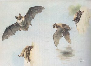 Murciélago de Natterer y murciélago de Daubenton, de Mamíferos de Thorburn publicado por Longmans and Co, c. 1920 de Archibald Thorburn
