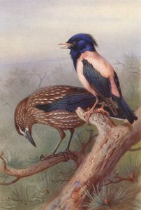 Cascanueces, Estornino pinto (litografía en color) de Archibald Thorburn