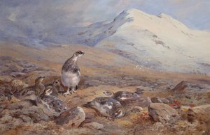 En el suelo de la perdiz blanca (acuarela) de Archibald Thorburn