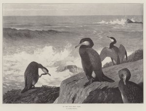 En la costa salvaje del oeste de Archibald Thorburn