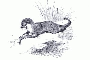 Nutria con pez, de Mamíferos de Thorburn publicado por Longmans and Co, c. 1920 de Archibald Thorburn