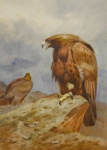 Pareja de águilas reales