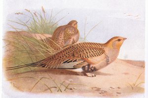 Ganga de Pallas, de Aves de las Islas Británicas y Sus Huevos publicado por Frederick Warne & Co Ltd, 1958