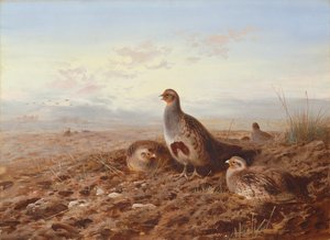 Perdices entre rastrojos de Archibald Thorburn