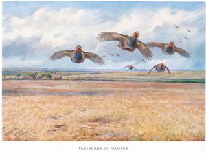 Perdices en Norfolk, 1938 de Archibald Thorburn