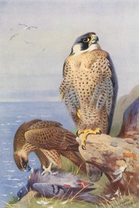Halcón peregrino (litografía en color)