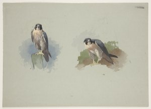 Halcón peregrino macho, c.1915