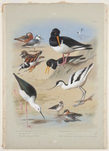 Falaropos, ostrero, avoceta, vuelvepiedras y zancudo, c.1915 de Archibald Thorburn