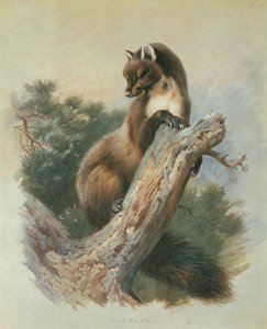 Martín pescador de Archibald Thorburn