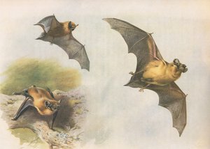 Murciélago común o Pipistrelle, de Mamíferos de Thorburn publicado por Longmans and Co, c. 1920 de Archibald Thorburn