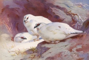 Perdiz nórdica (macho y hembra, invierno) (litografía en color) de Archibald Thorburn