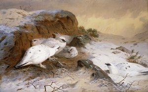 Perdiz nival en la nieve de Archibald Thorburn