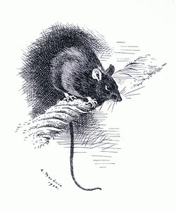 Rata, pub. por Book Club Associates de Archibald Thorburn