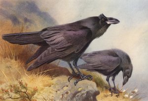 Raven (litografía en color) de Archibald Thorburn